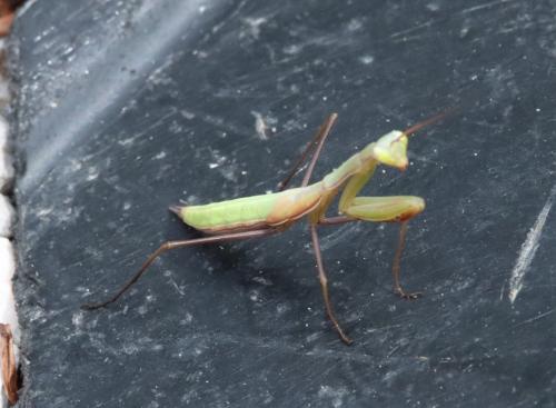 Mantis religiosa